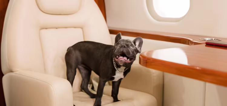 Wywóz psa lub kota za granicę